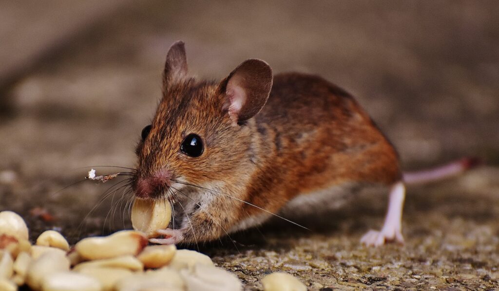 macro photo of brown rat