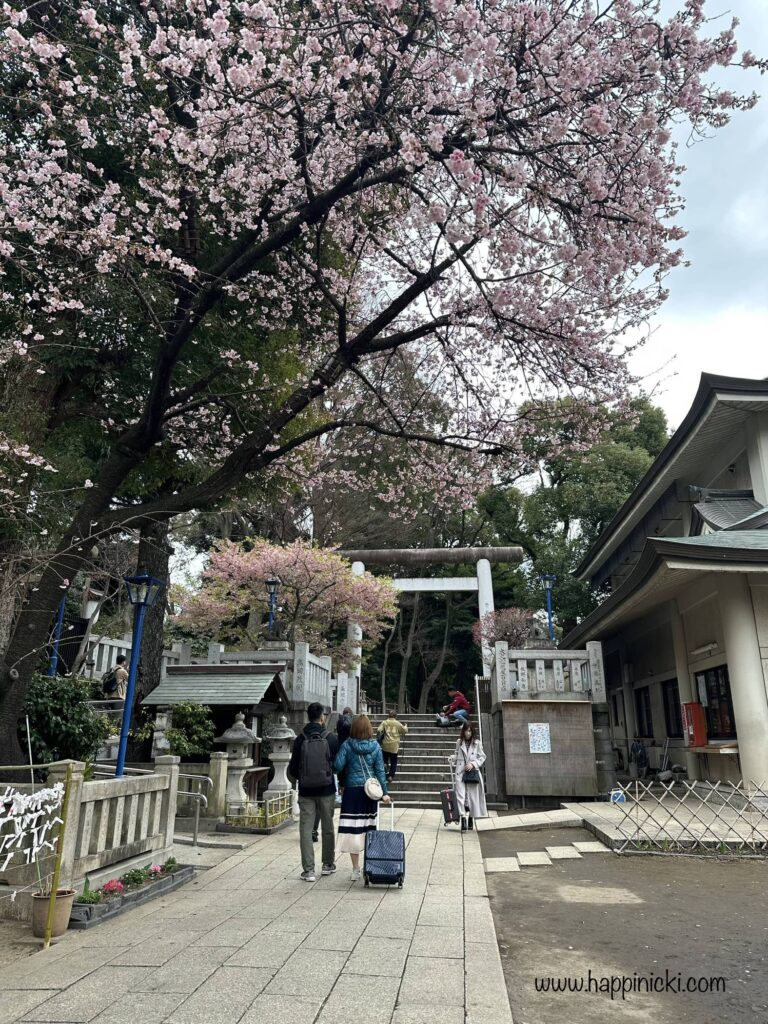 cherry blossoms, ueno