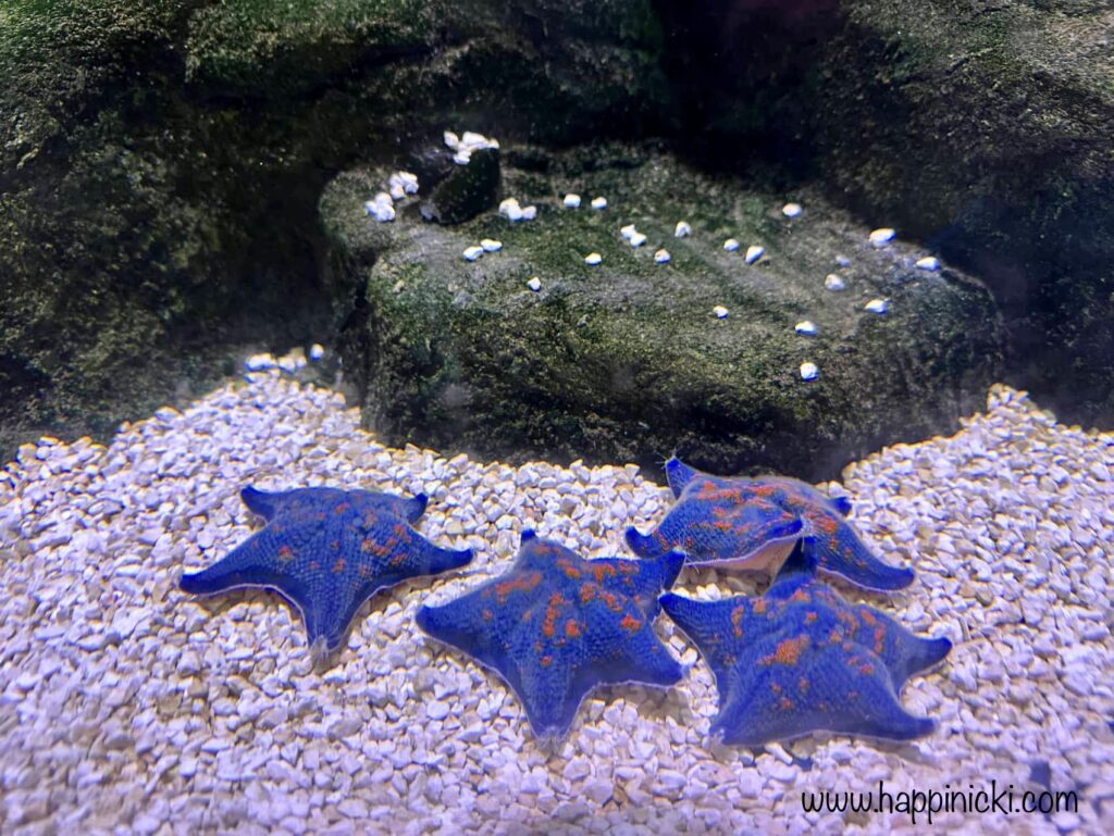 blue bat starfish, starfish