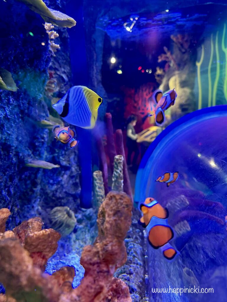 nemo, clownfish, aquarium