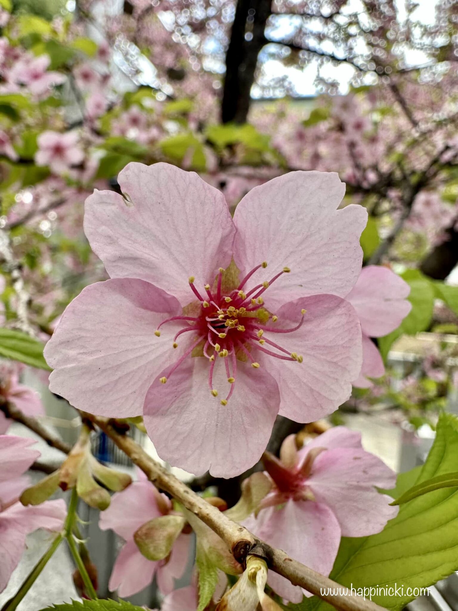 Cherry Blossom Vs Peach Blossom Vs Plum Blossom: Know Their Differences ...