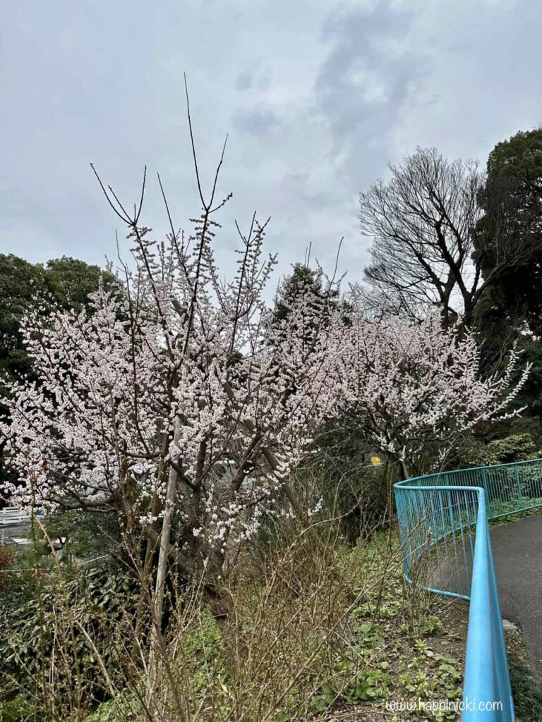 peach blossom, plum blossom, sakura
