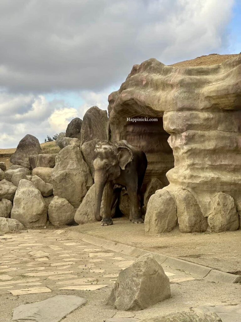 elephant