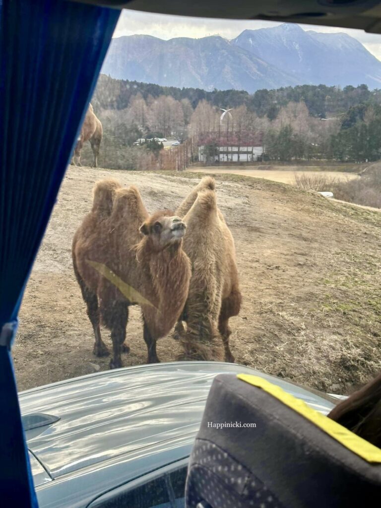camel