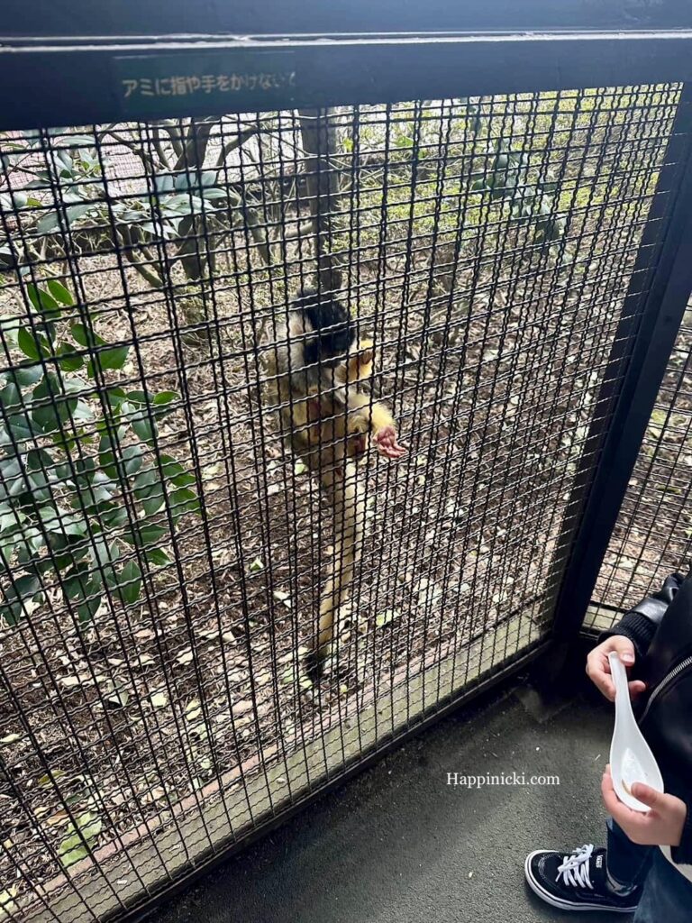 monkey, kyushu wildlife park african safari