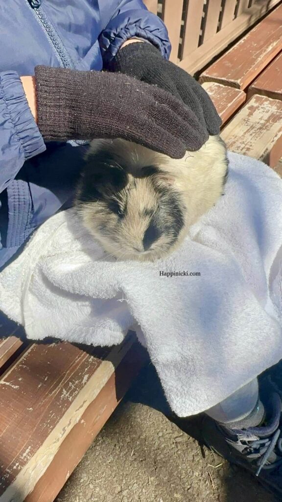 guinea pig, petting animal, kyushu safari zoo