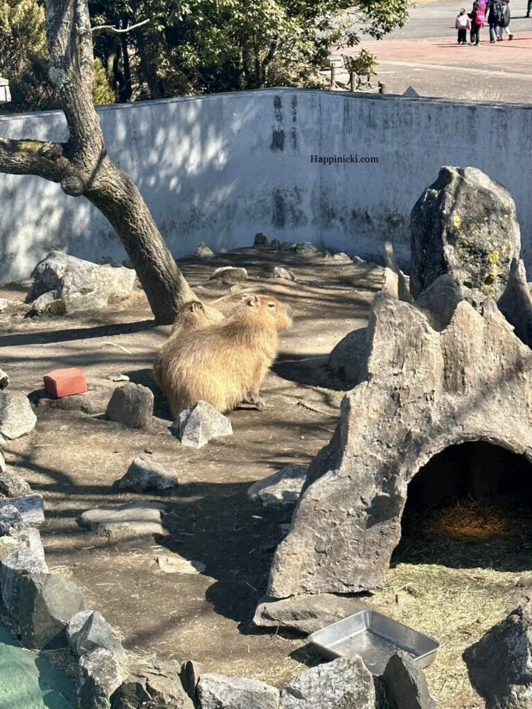 capybara